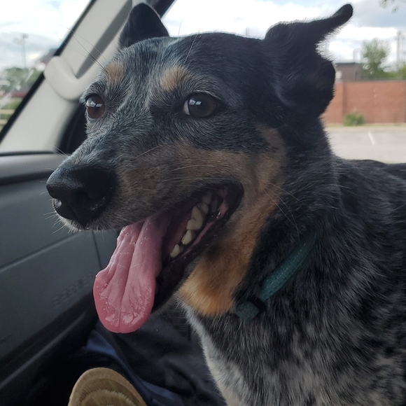 ๐POSH AMBASSADOR ๐ - Picture 4 of 5